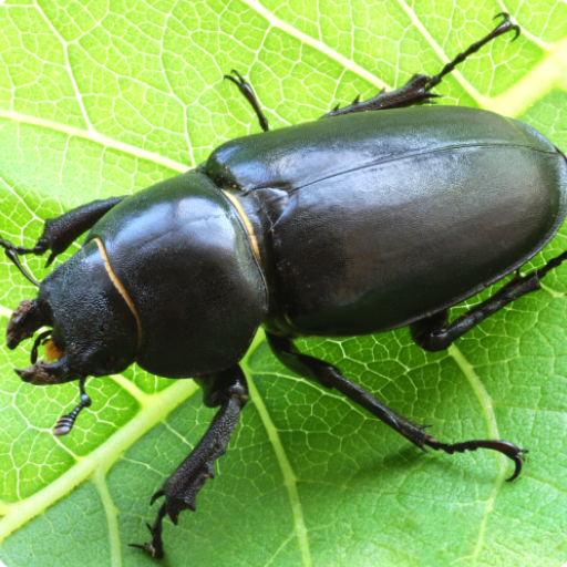 Tree Pests of INDIA icon