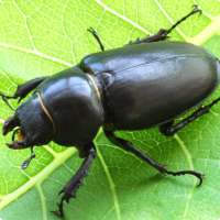 Tree Pests of INDIA on 9Apps