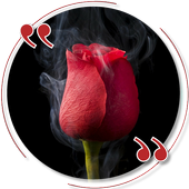 All in One - Video Status, Wallpapers and Quotes icon