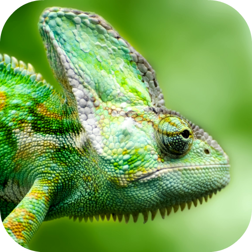 ikon Lizard Wallpaper