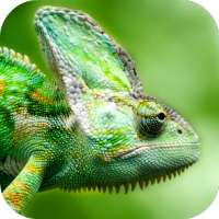 Lizard Wallpaper on 9Apps