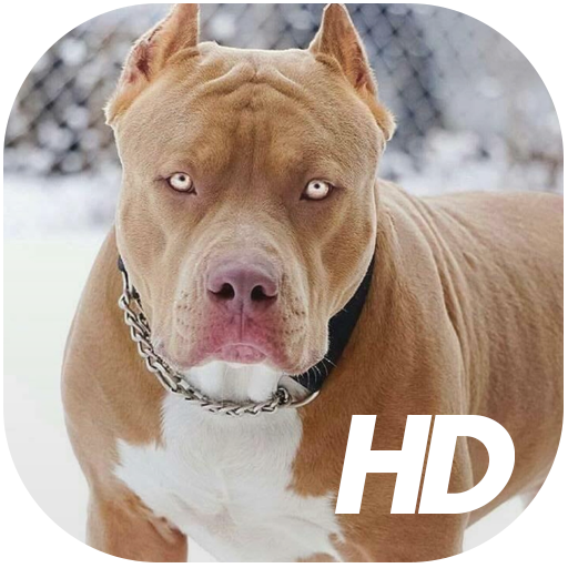 Pitbull Обои HD иконка