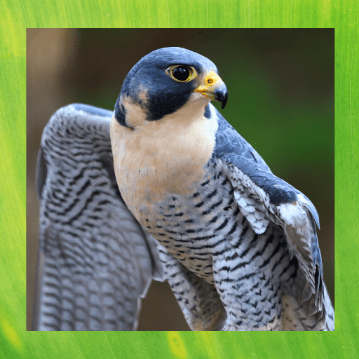 Peregrine Falcon image gallery icon