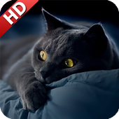 Black Cat Wallpaper icon