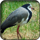 Lapwing wallpapers icon