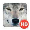 Wolf Wallpapers HD on 9Apps