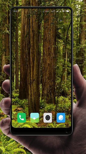 Forest  Wallpaper screenshot 1