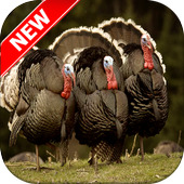 Turkey Wallpapers أيقونة