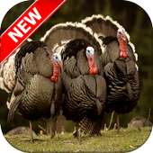 Turkey Wallpapers on 9Apps