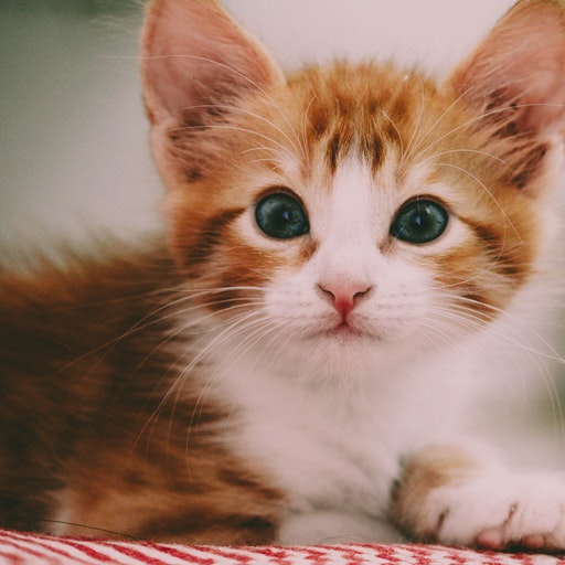 Cute cat videos icon