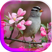 Birds Spring live wallpaper icon