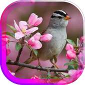 Birds Spring live wallpaper