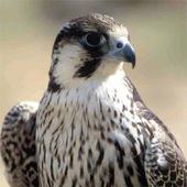 شيلات أيقونة