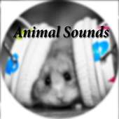 Animal Sounds - Hayvan Sesleri