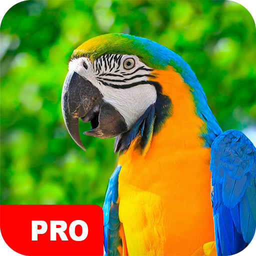 Parrot Wallpapers PRO icon