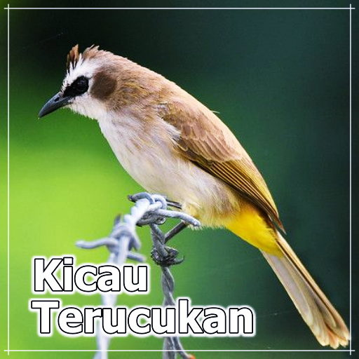 Kicau Burung Trucukan Offline icon