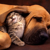 Funny cats and dogs Puzzles icon