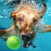 Jigsaw Puzzles Dogs icon