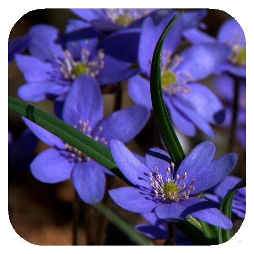 Forest flowers Video Wallpaper icon