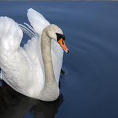 speed submarin 2001 icon