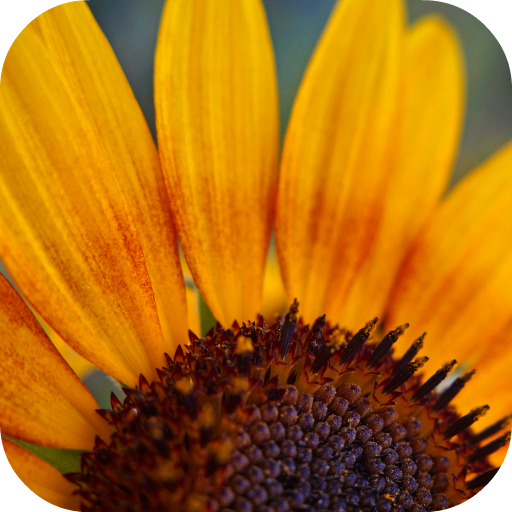 Sunflower Wallpapers أيقونة