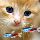 KITTY &amp; FISH LIVE WALLPAPER(5) icon