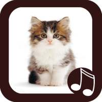 Cat Meow Real Sounds on 9Apps