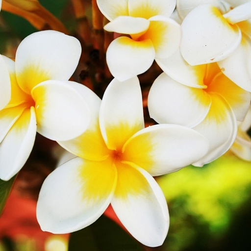 Plumeria Flower Wallpaper HD иконка