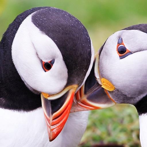 Atlantic Puffin Bird Wallpapers HD icon