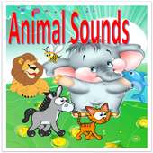 Animal Sounds