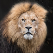 Galatasaray Aslan Wallpaper icon