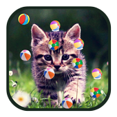 Cats And Ball Live Wallpaper иконка