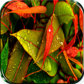 Rain Live Wallpaper icon