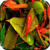 Rain Live Wallpaper on 9Apps