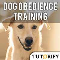 Dog Obedience Training