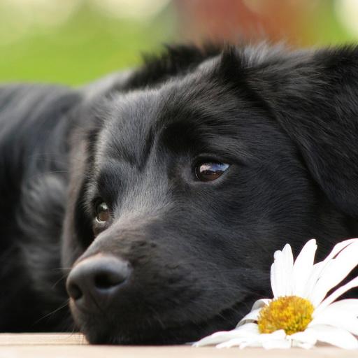 Reading dog live wallpaper icon