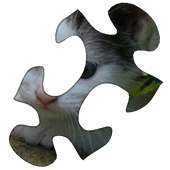 Cats Puzzle