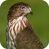 Hawk Sounds icon