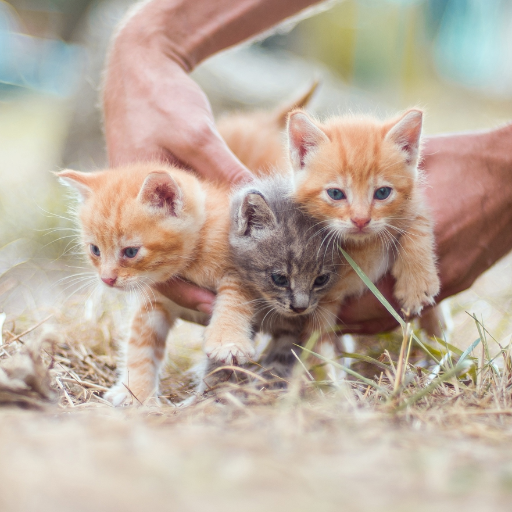 Kittens And Cats Wallpapers icon