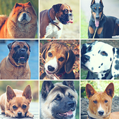 Dog Breeds Quiz icon