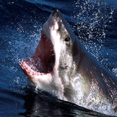 Shark Wallpapers icon
