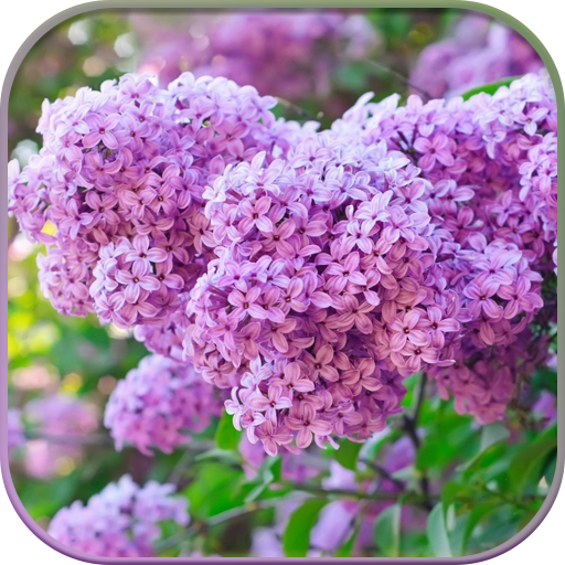 HD Lilac Flower Live Wallpaper icon