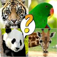 Animal Quiz