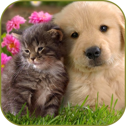 Frienship CAT&amp;DOG Wallpaper icon