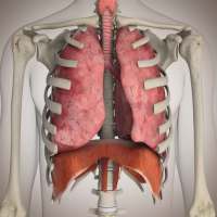 Human Physiology on 9Apps