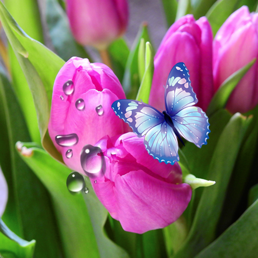 Тюльпаны Живые Обои иконка