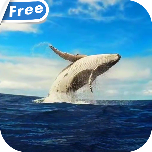 Whale HD Video Live Wallpaper icon