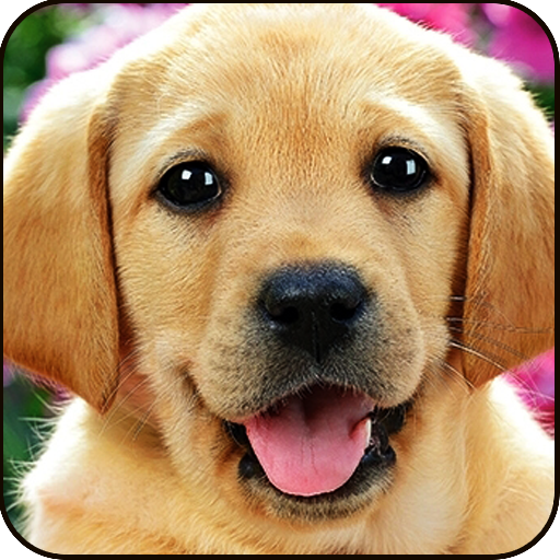 Find a Dog 2 - Hidden Object icon