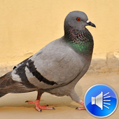 Pigeon Bird Sounds Ringtones иконка