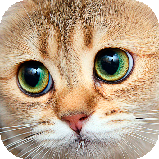 Cats Live Wallpapers icon